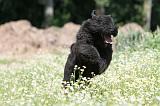 BOUVIER DES FLANDRES 024